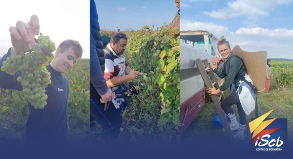 Comme prévu dans leur formation les apprentis de la Mention Complementaire Sommellerie ont participe aux vendanges